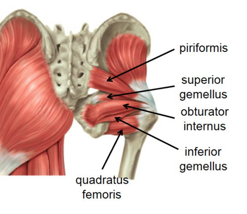 Quadratus femoris мышца