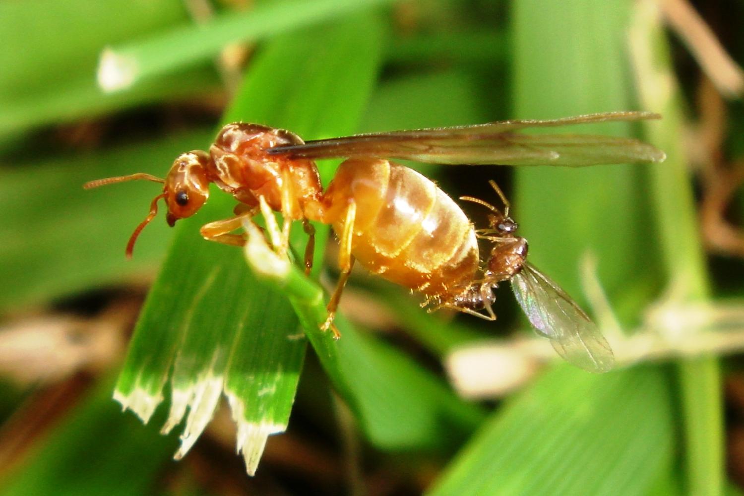 【ant.】什么意思_英语ant.的翻译_音标_读音_用法