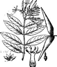 代表植物:金平藤