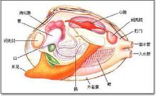 与壳腹缘并行的外套痕;壳前上方有3肌痕,最大的一个椭圆形,为前闭壳肌