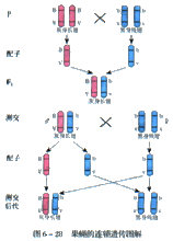 基因的连锁和交换定律