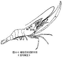 雄性日本沼虾外形