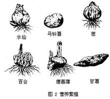 营养繁殖