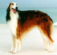 俄罗斯狼犬 俄罗斯狼犬