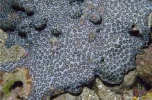 草皮珊瑚 草皮珊瑚