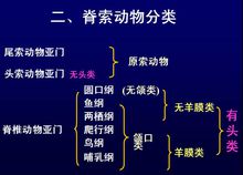 尾索动物分类 尾索动物分类