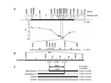 水稻表达数量性状基因座--SKC1基因 水稻表达数量性状基因座--SKC1基因