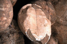 尾索动物亚门 尾索动物亚门