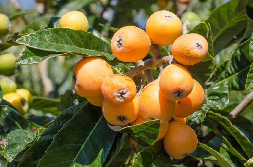 loquat