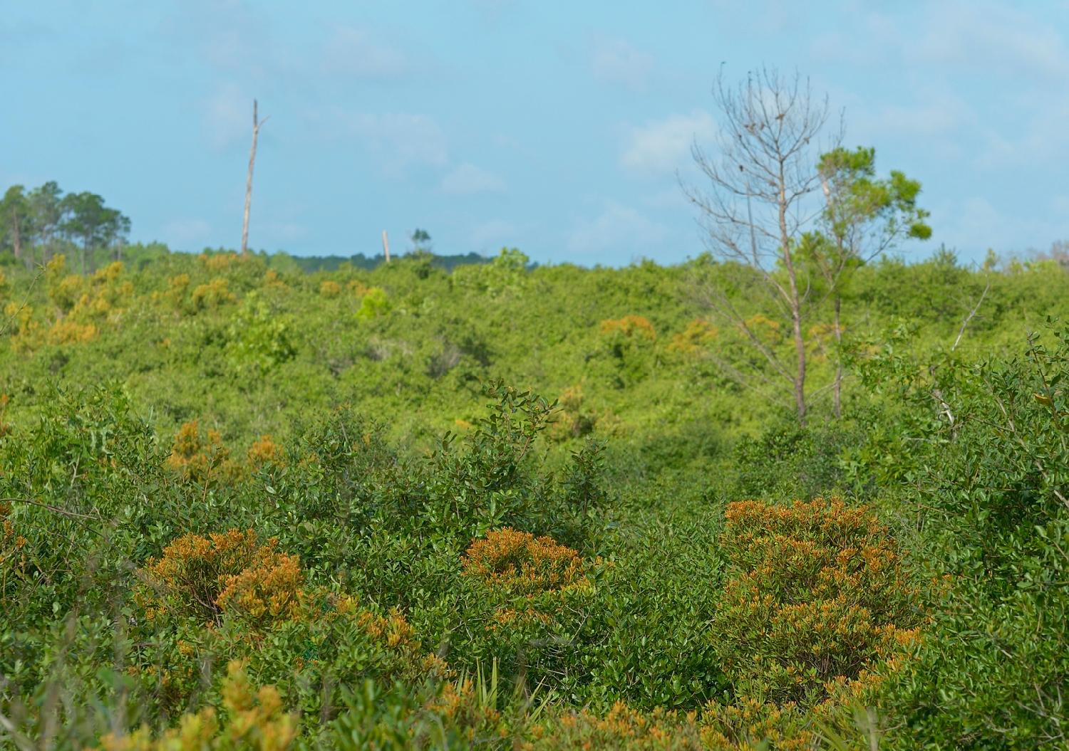 灌木林 网络释义专业释义                   灌木林      环境专业
